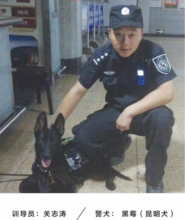 警犬安然最新动态，守护安全的忠诚伙伴